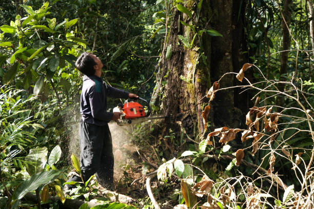 Best Utility Line Clearance  in Cordova, AK