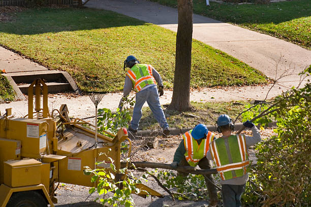 Best Lawn Grading and Leveling  in Cordova, AK